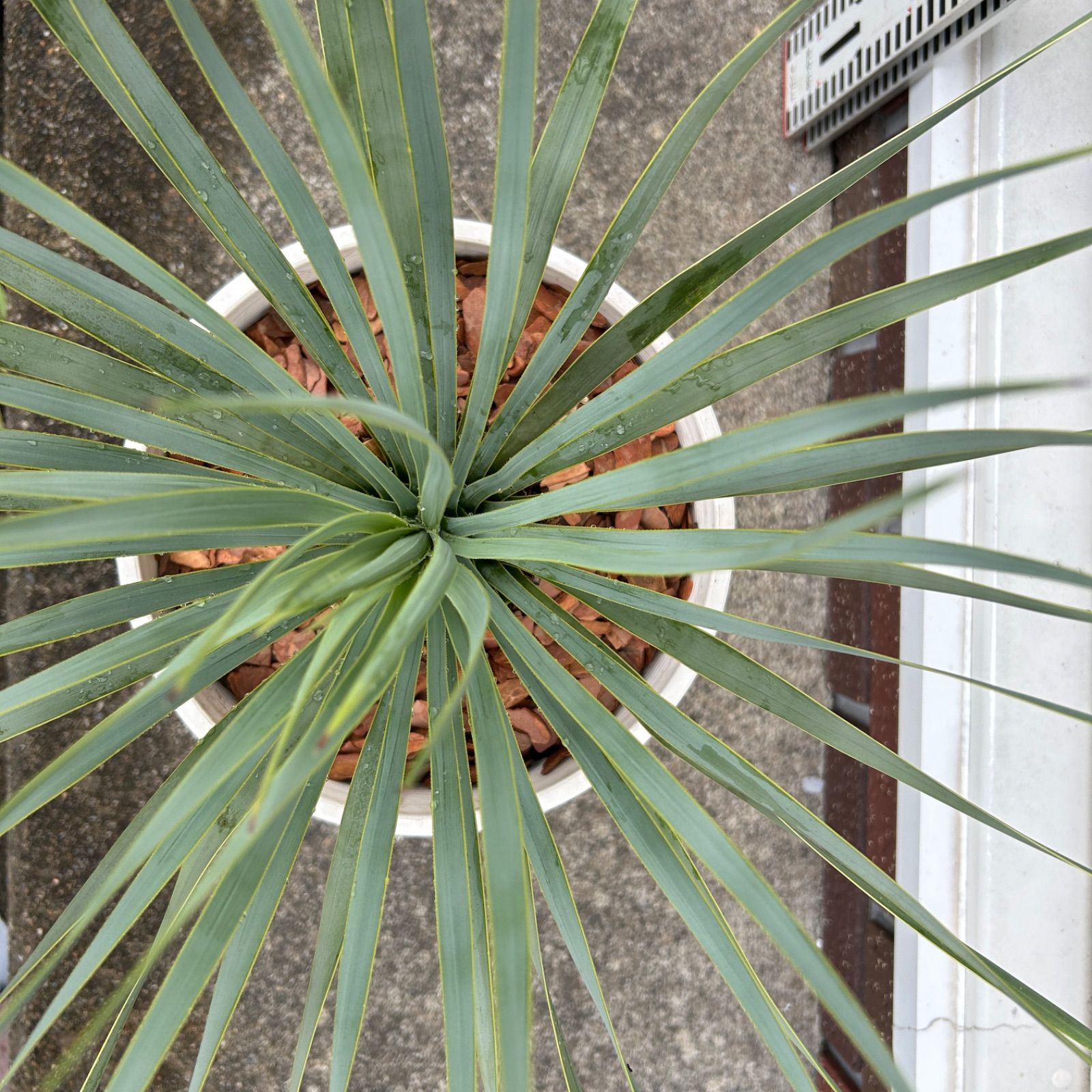 専用】ユッカ ロストラータ 観葉植物 ドライガーデン 鉢付き 専用】ユッカ ロストラータ 観葉植物 ドライガーデン 鉢付き