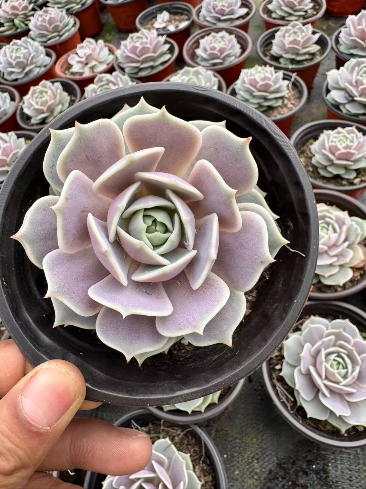 LB1321×24 ヴィート 抜き苗 多肉植物 アエオニウム エケベリア 韓国苗