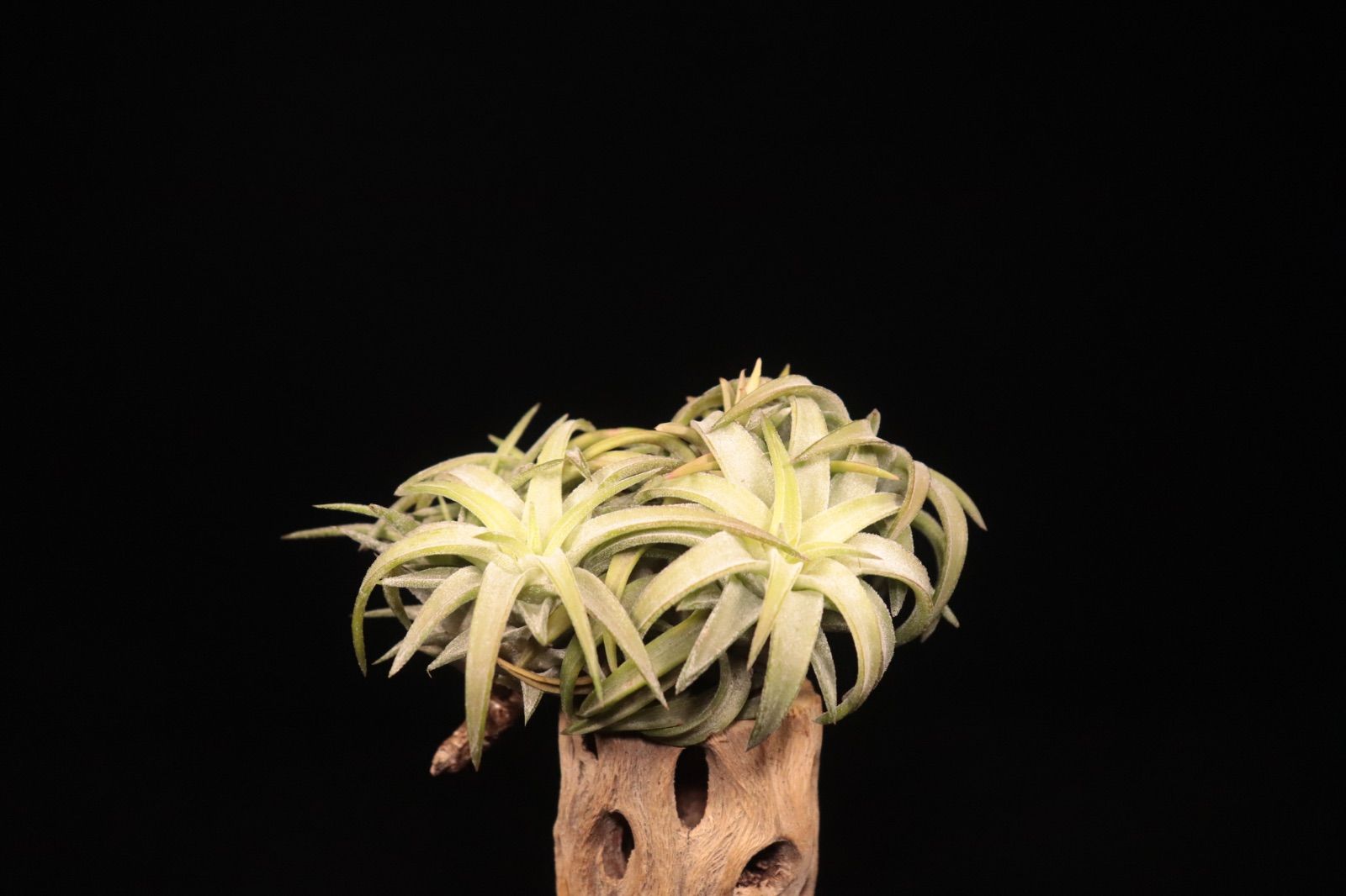 パテックフィリップ アイスキューブスタンプ セット PATEK PHILIPPE