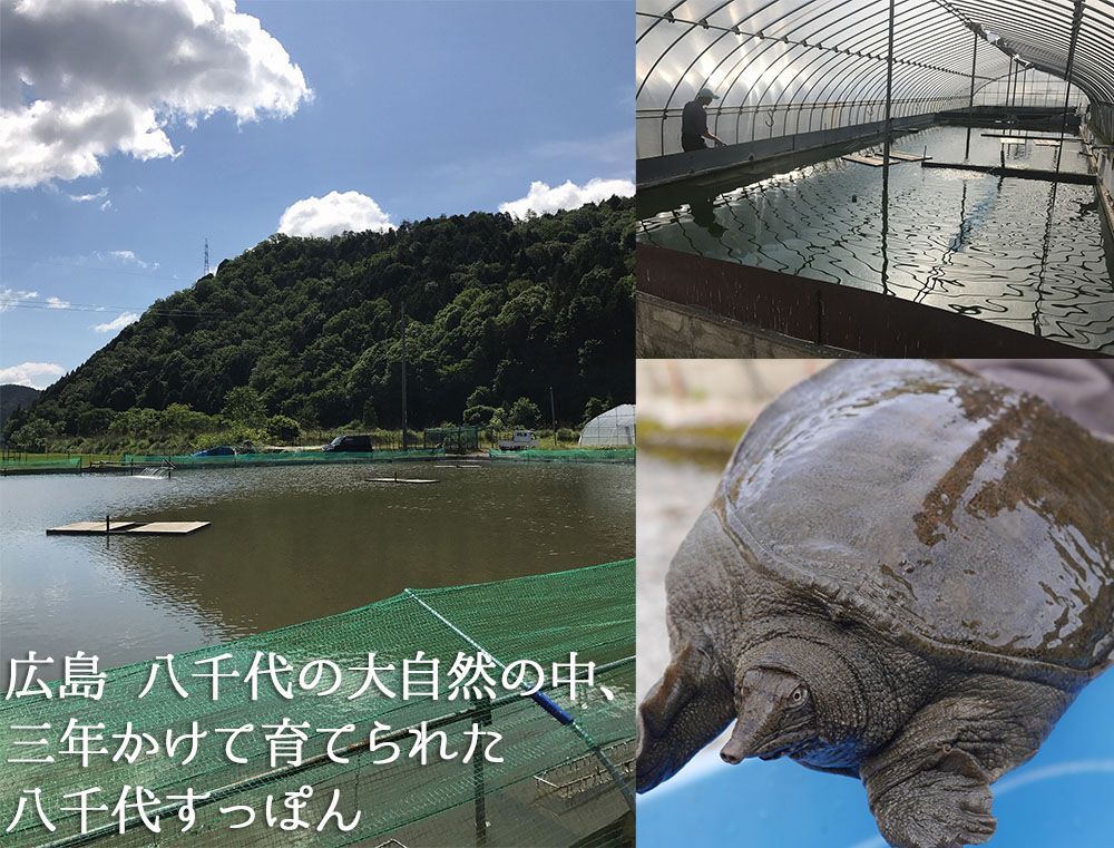 冷凍