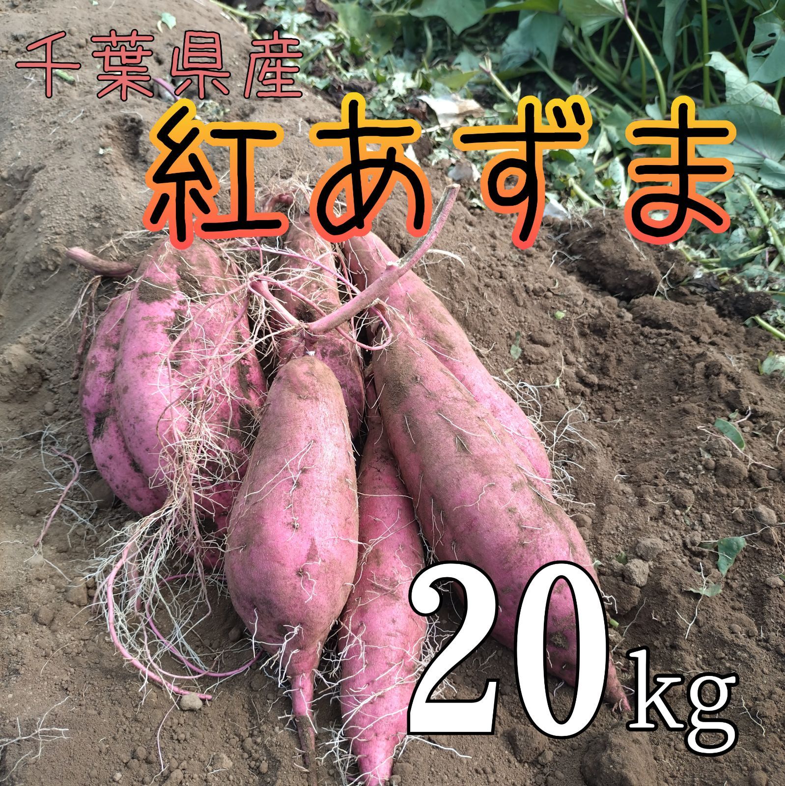 BTS 紅あずま 20 訳あり紅あずま さつまいも 20kg 農家直送 - メルカリ