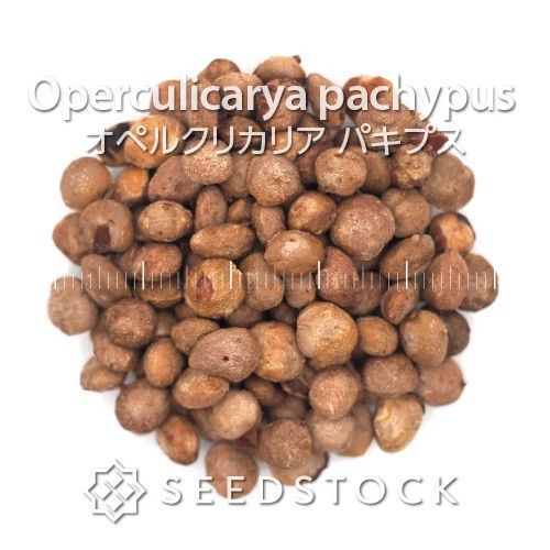 オペルクリカリアの種 Operculicarya pachypus 10粒 ゆう