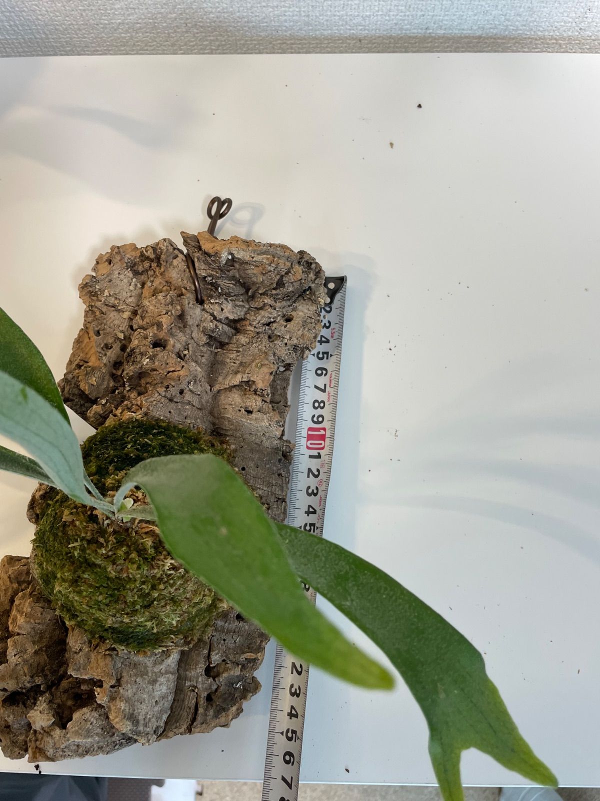 P.Rydeen spore ビカクシダ コウモリラン SHIKIライディーンスポア