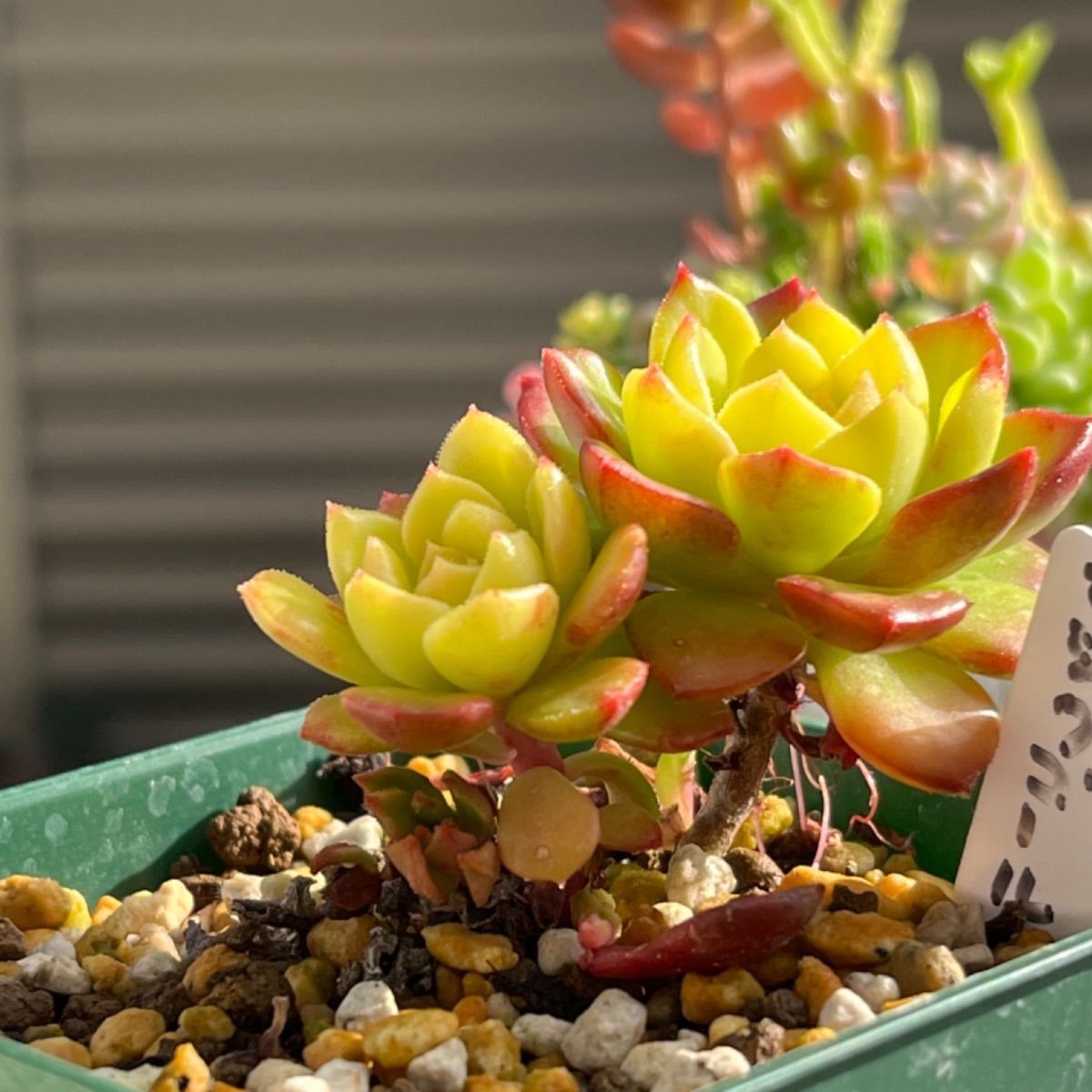 多肉植物 マジックジャムゴールド - 植物