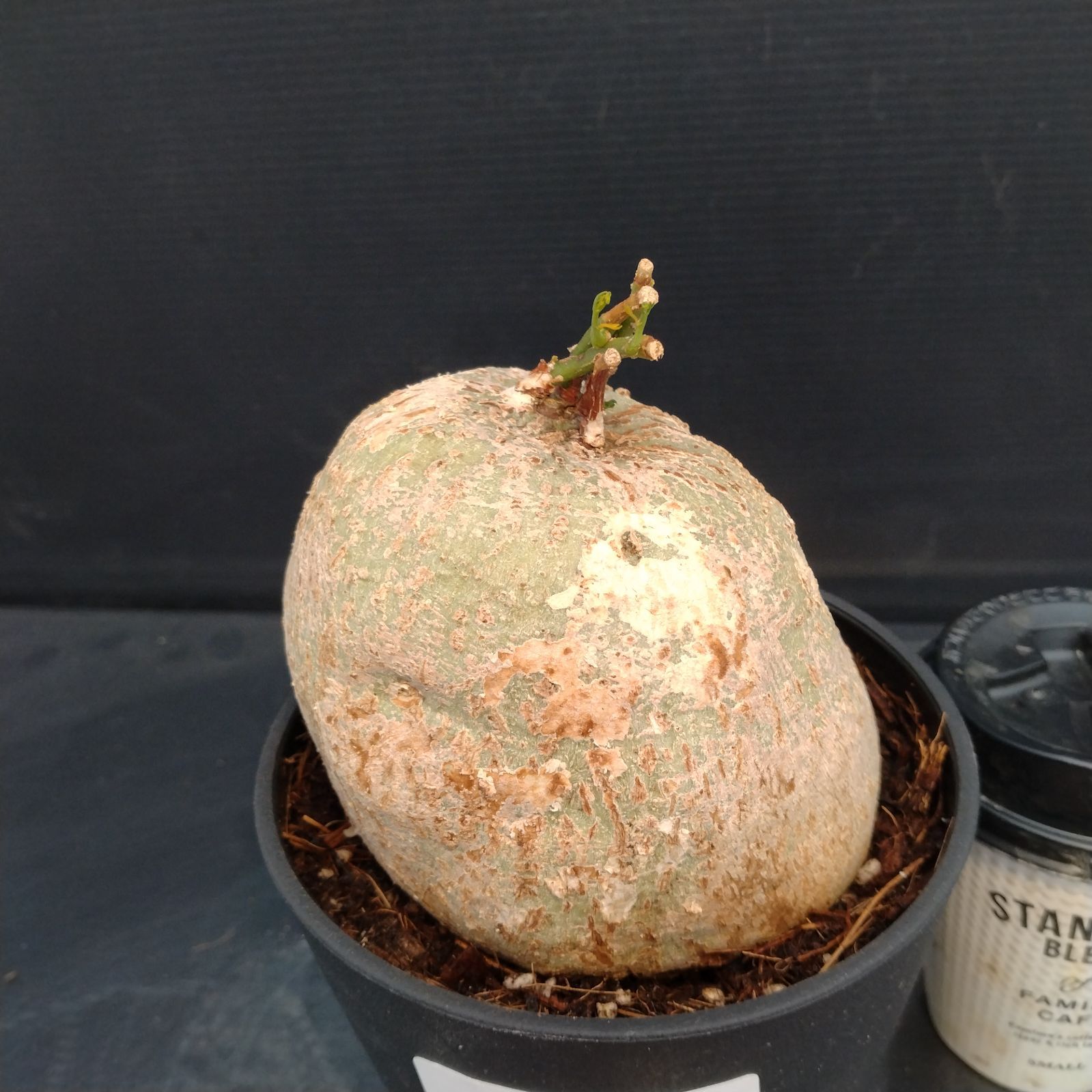 X215【新入荷！】アデニア キルキー（発根未確認・鉢植え