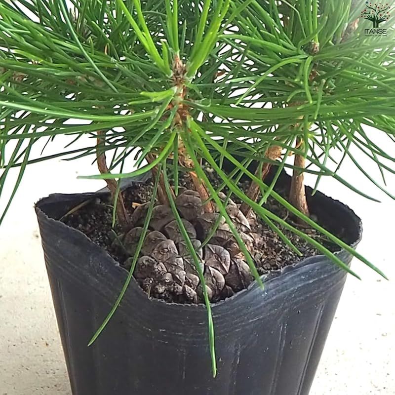 ぼっくり松 3号