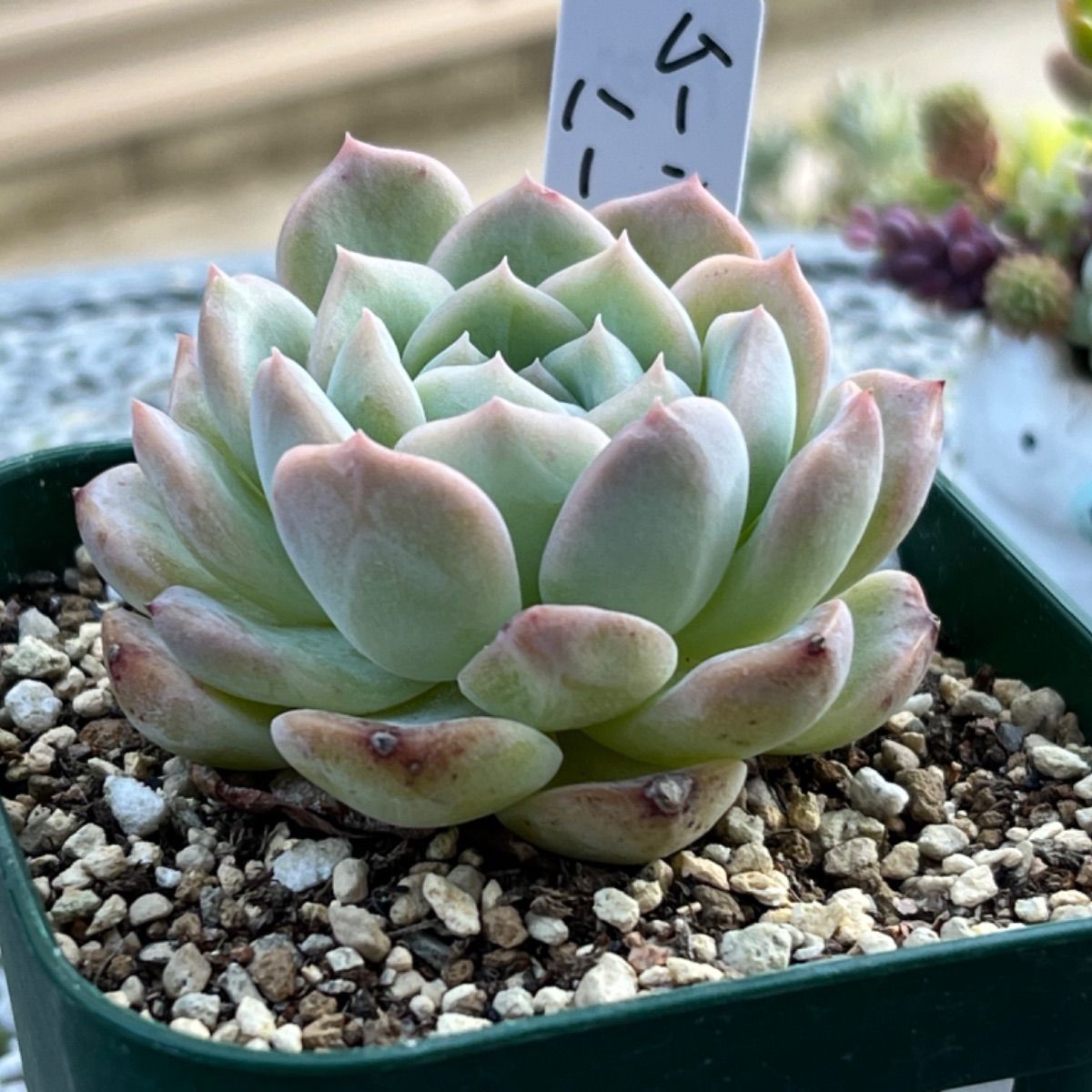 多肉植物 ☘️ ムーンハート 抜き苗 - メルカリ