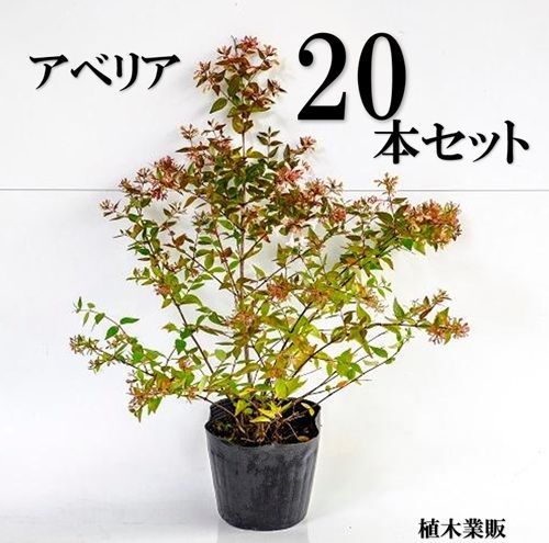 20本セット アベリア樹高0.4m前後15cmポット