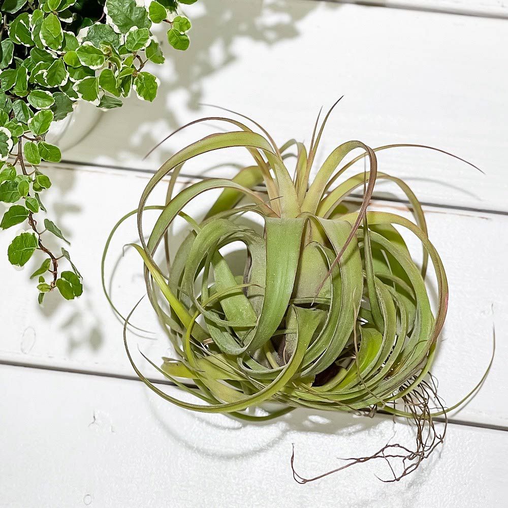 PLANCHU エアプランツ ティランジア エリックノブロック 1株 育て方説明書付き Tillandsia 'Eric Knobloch' エアープランツ  チランジア - メルカリ