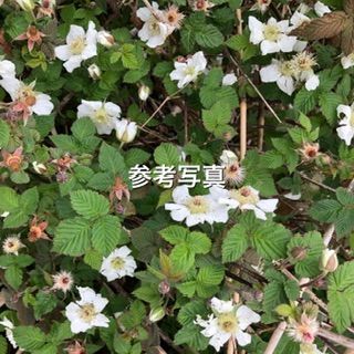 ⭐️木苺5種5鉢セット⭐️ 4200円→3600円　木苺苗鉢苗5種類設置 ⭐️木苺5種5鉢セット⭐️ 4200円→3600円 木苺苗鉢