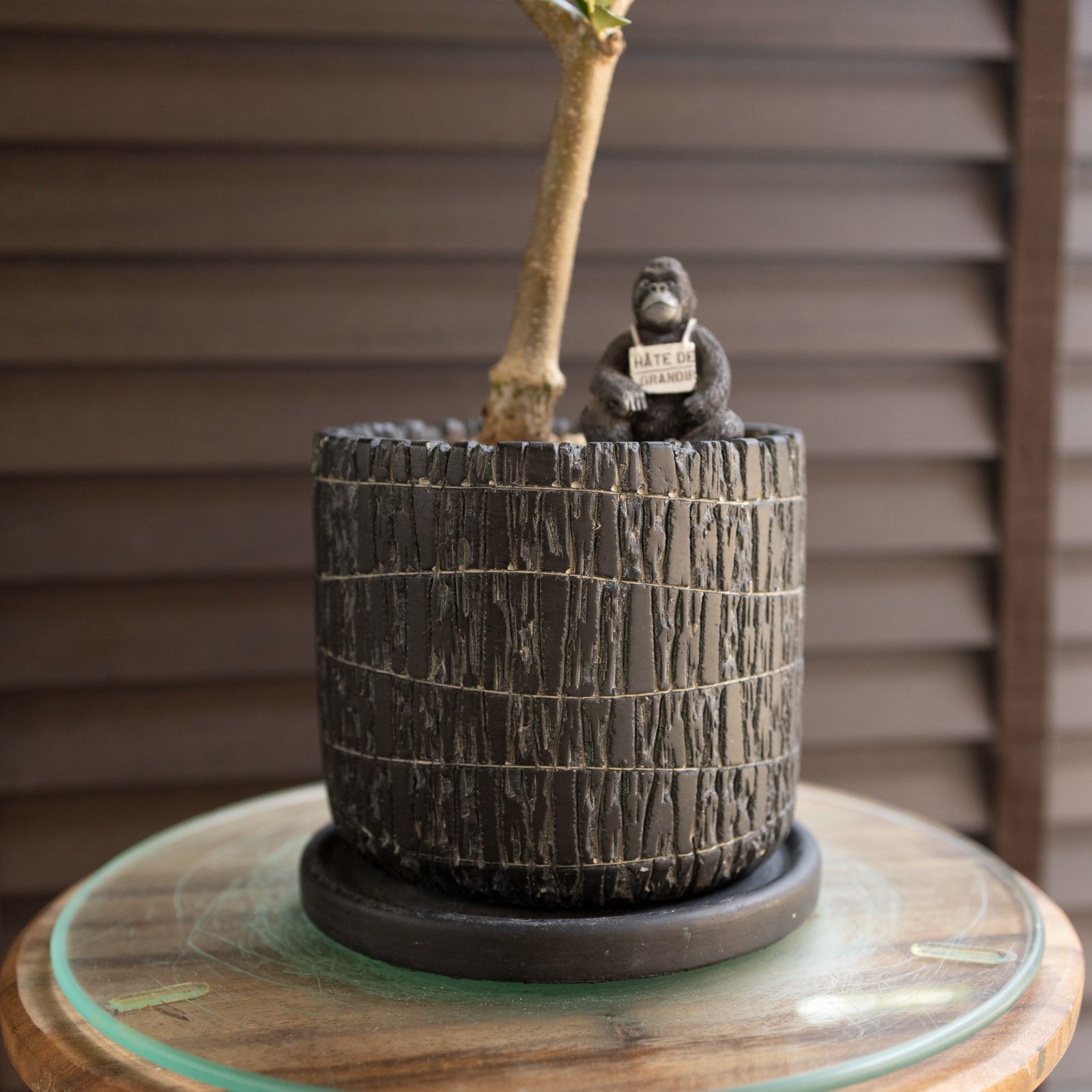 創樹 Olive オリーブの木 4.5号 盆栽 SOUJU Nevadillo blanco ネバディロブランコ オリーブ 陶器鉢 1011NV