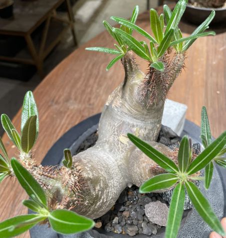 パキポディウム　グラキリス 多頭発根済み鉢植え（検 塊根植物　多肉植物　パキプス パキポディウム グラキリス 多頭発根済み鉢植え（検 塊根植物