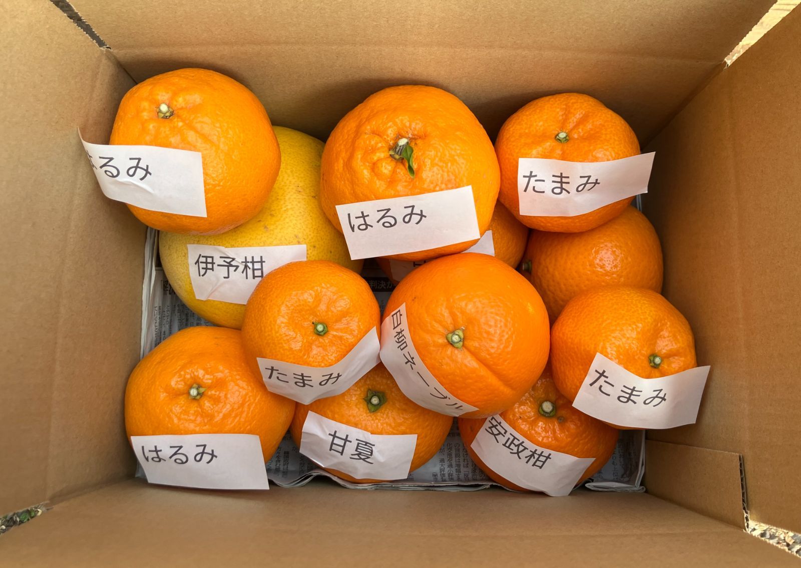 静岡県産「みかん各種」はるみ、たまみ、白柳ネーブル・・・・ - メルカリ