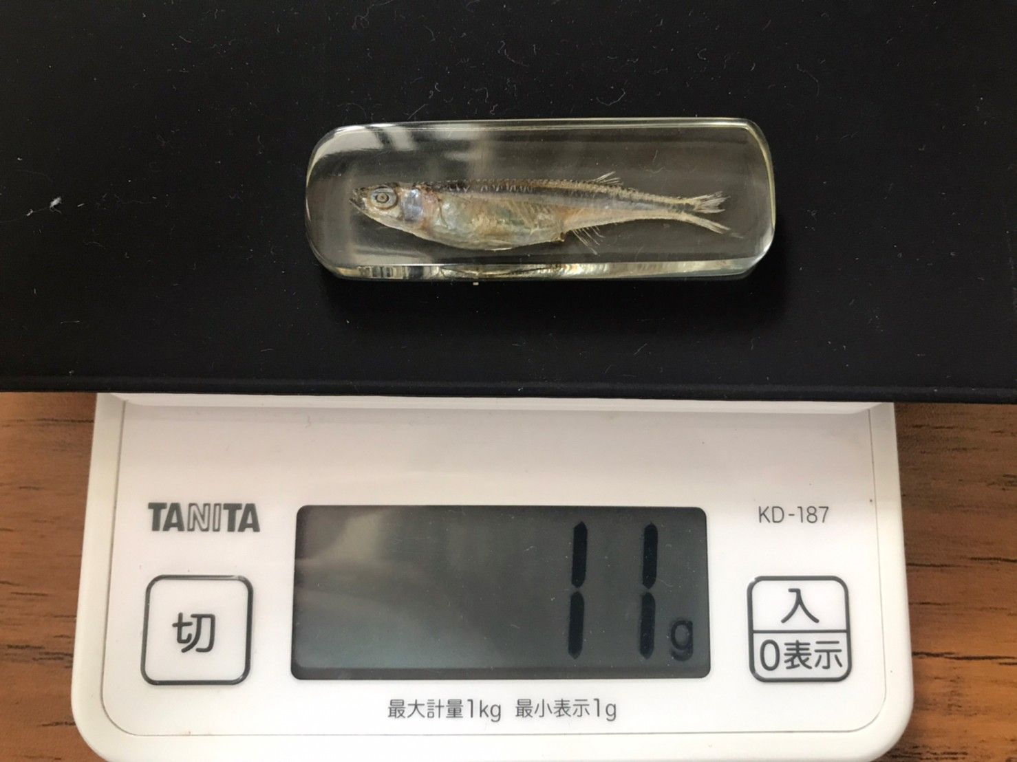 魚類標本 兵庫県産魚類標本目録－鈴木寿之魚類コレクション兵庫県産編