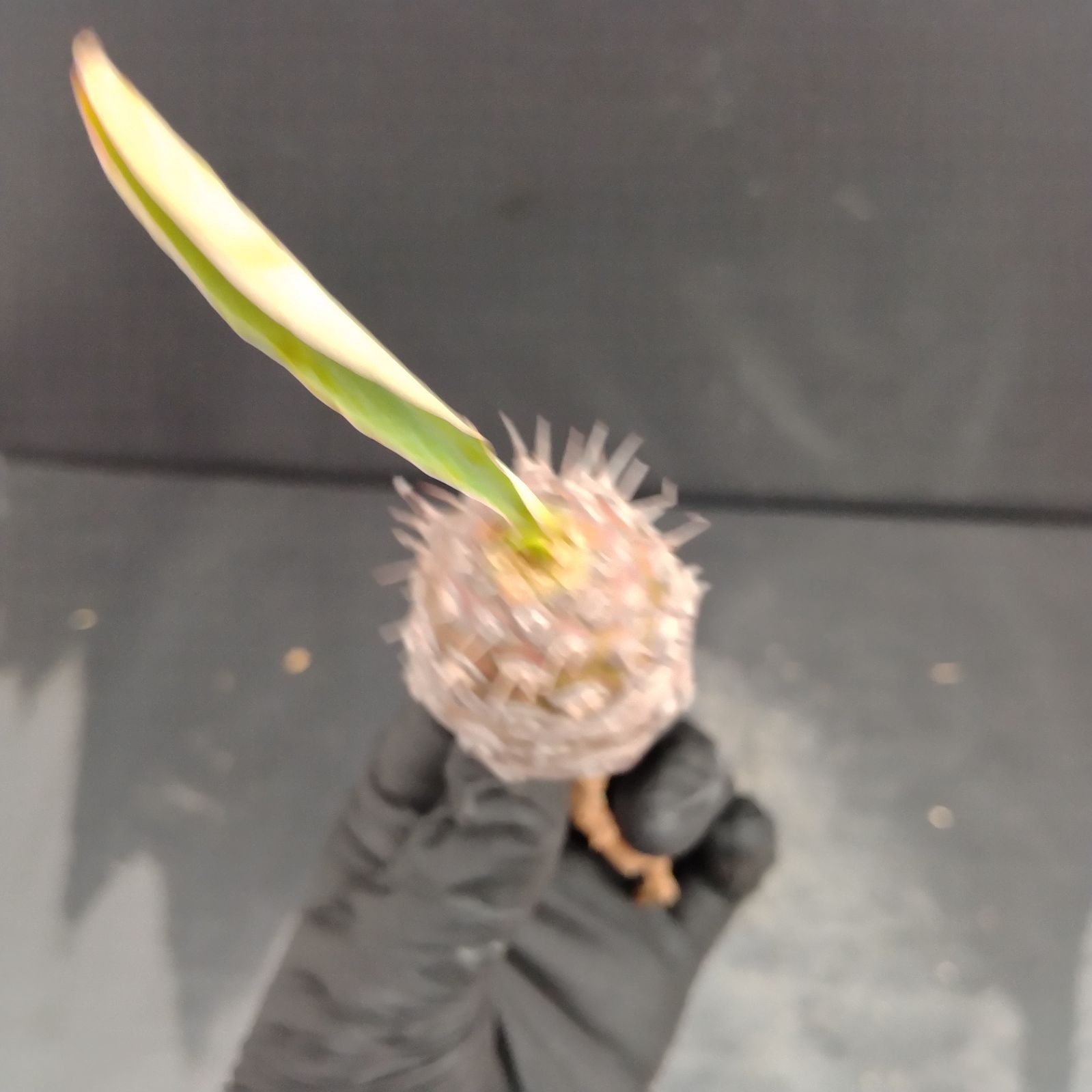 L291【最新到着】Pachypodium パキポディオイデス（抜き苗