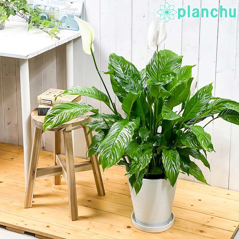 現品］1番 ドラセナ コンシンネ 龍 曲がり 7号 観葉植物 大型 室内