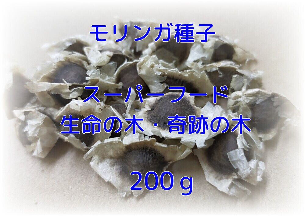 インド産モリンガの種：200ｇ（約700個以上）サイズは不揃い