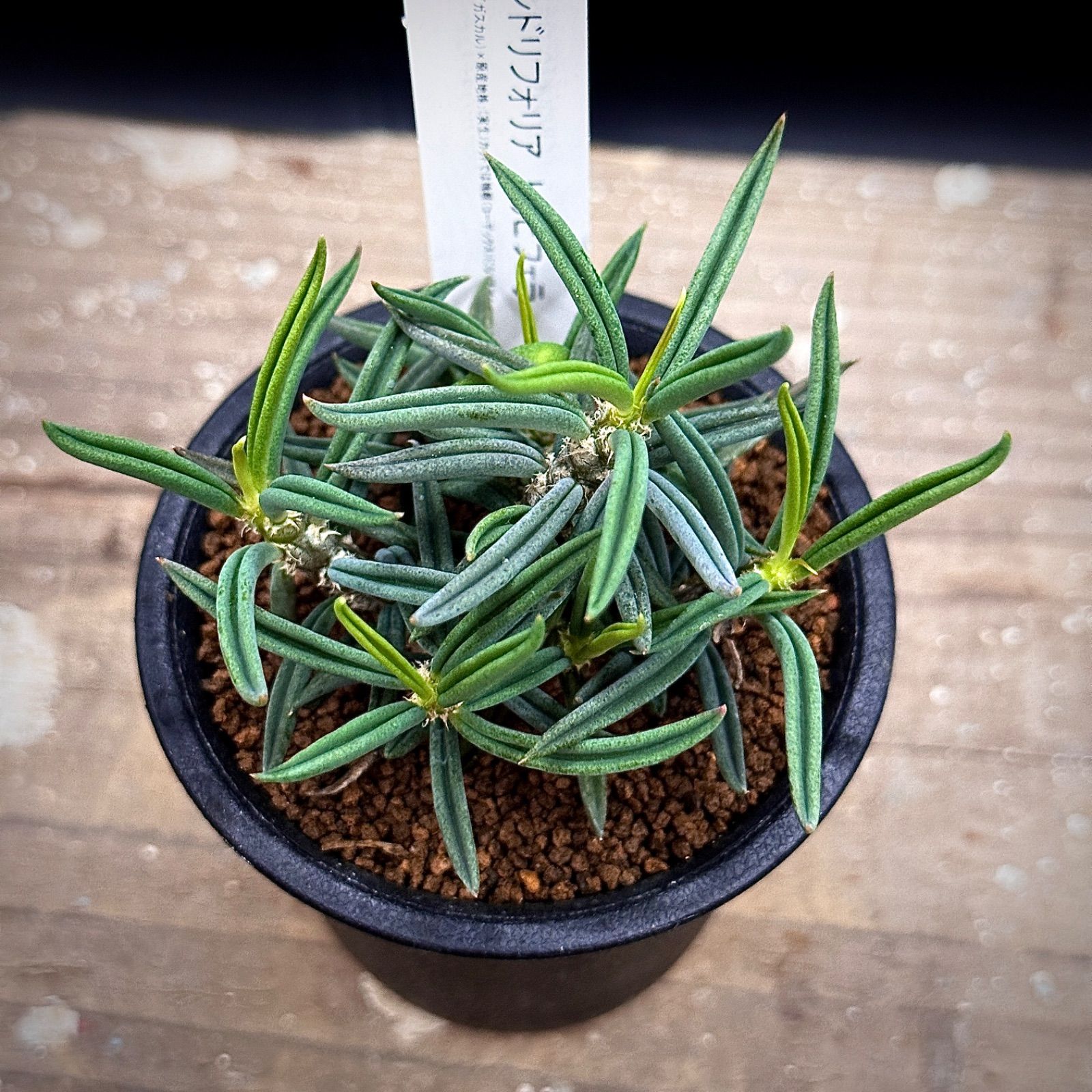 ユーフォルビア キリンドリフォリア トゥビフェラ 実生 抜き苗で発送 2