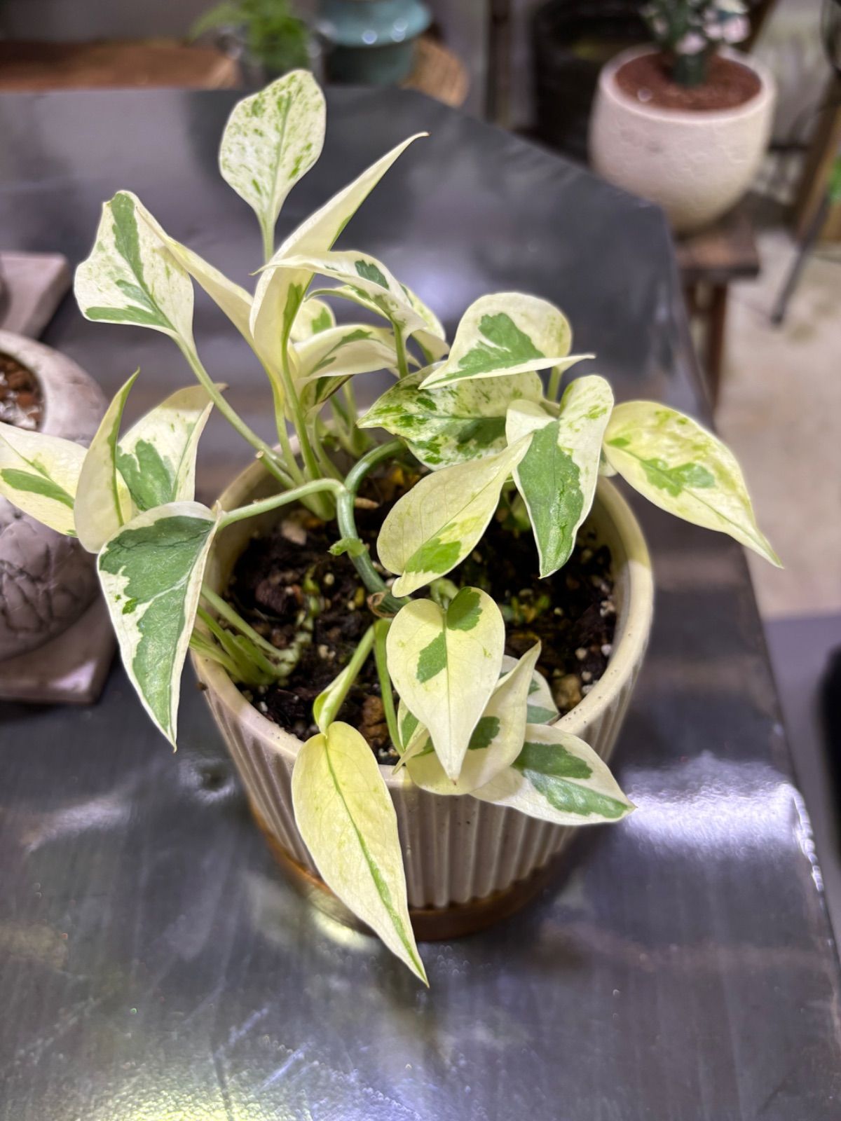 ポトス・エクセレント 陶器鉢植え 観葉植物 インテリア グリーン