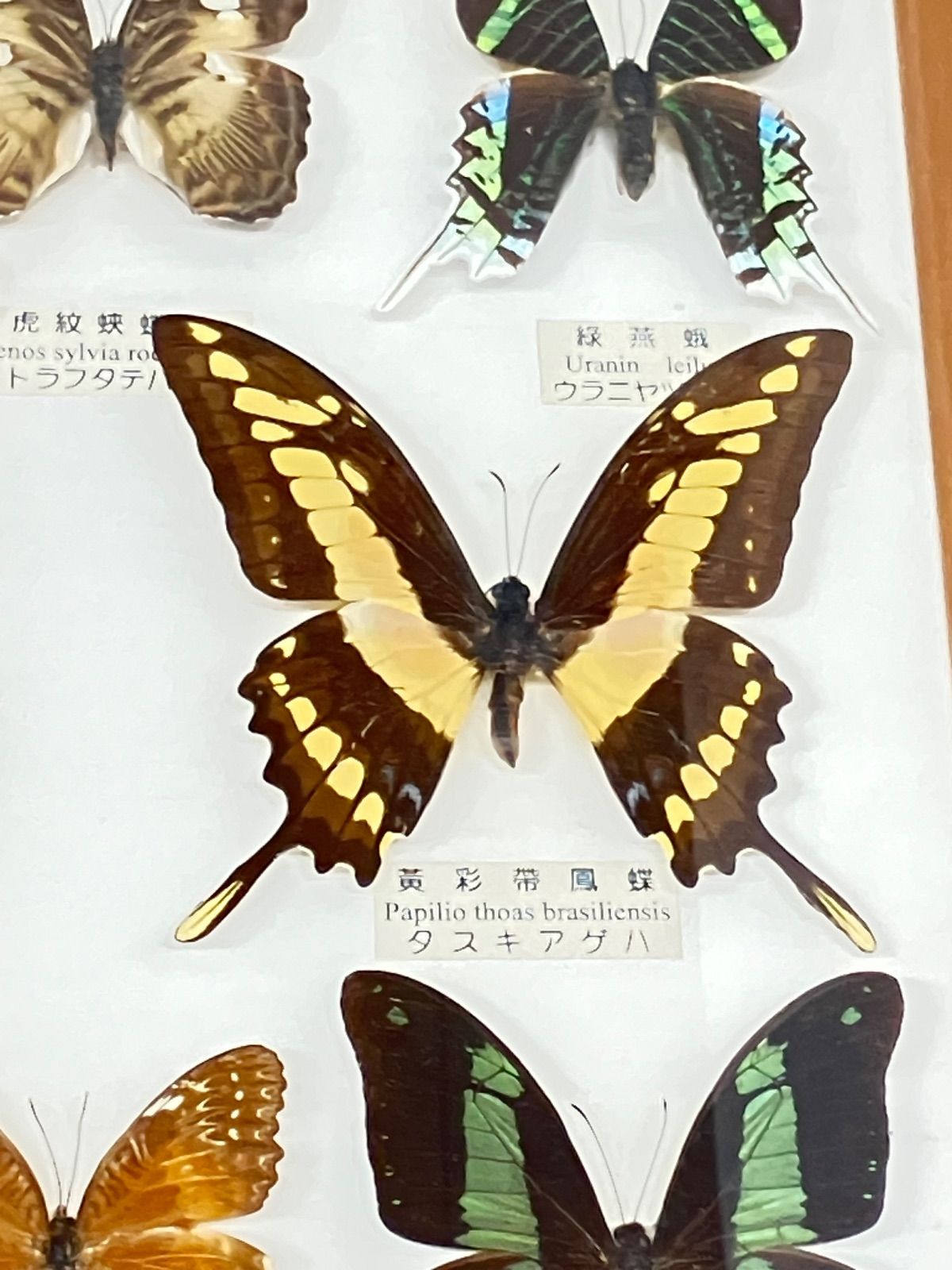 コモンアサギタイマ