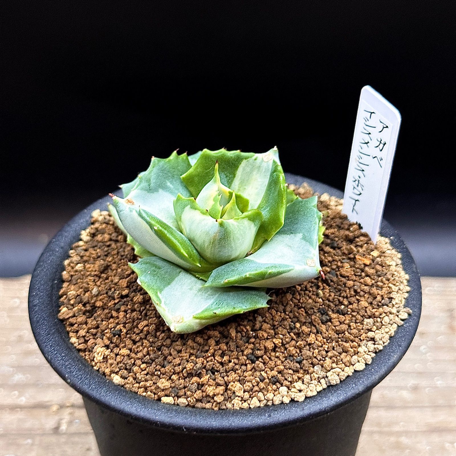 極上 アガベ イシスメンシス valiem バリエム 多肉植物：アガベ イシスメンシス錦（K1）達磨鈍中斑*幅10cm
