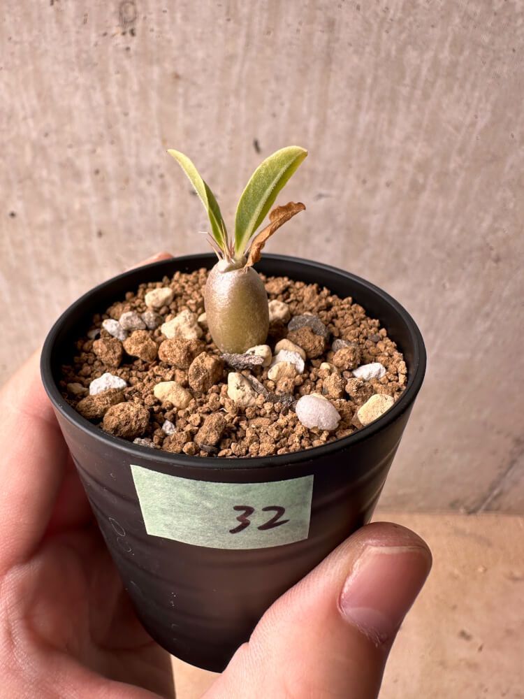 【現品】ミツヤヤシ　ミエミツヤシ（トライアングルパーム・三角ヤシ）　9号　あ７番 現品】ミツヤヤシ ミエミツヤシ（トライアングルパーム・三角