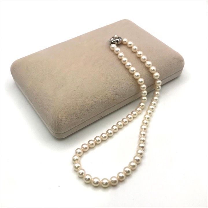 多肉植物 バーターボール 新種 美大群 6 配送