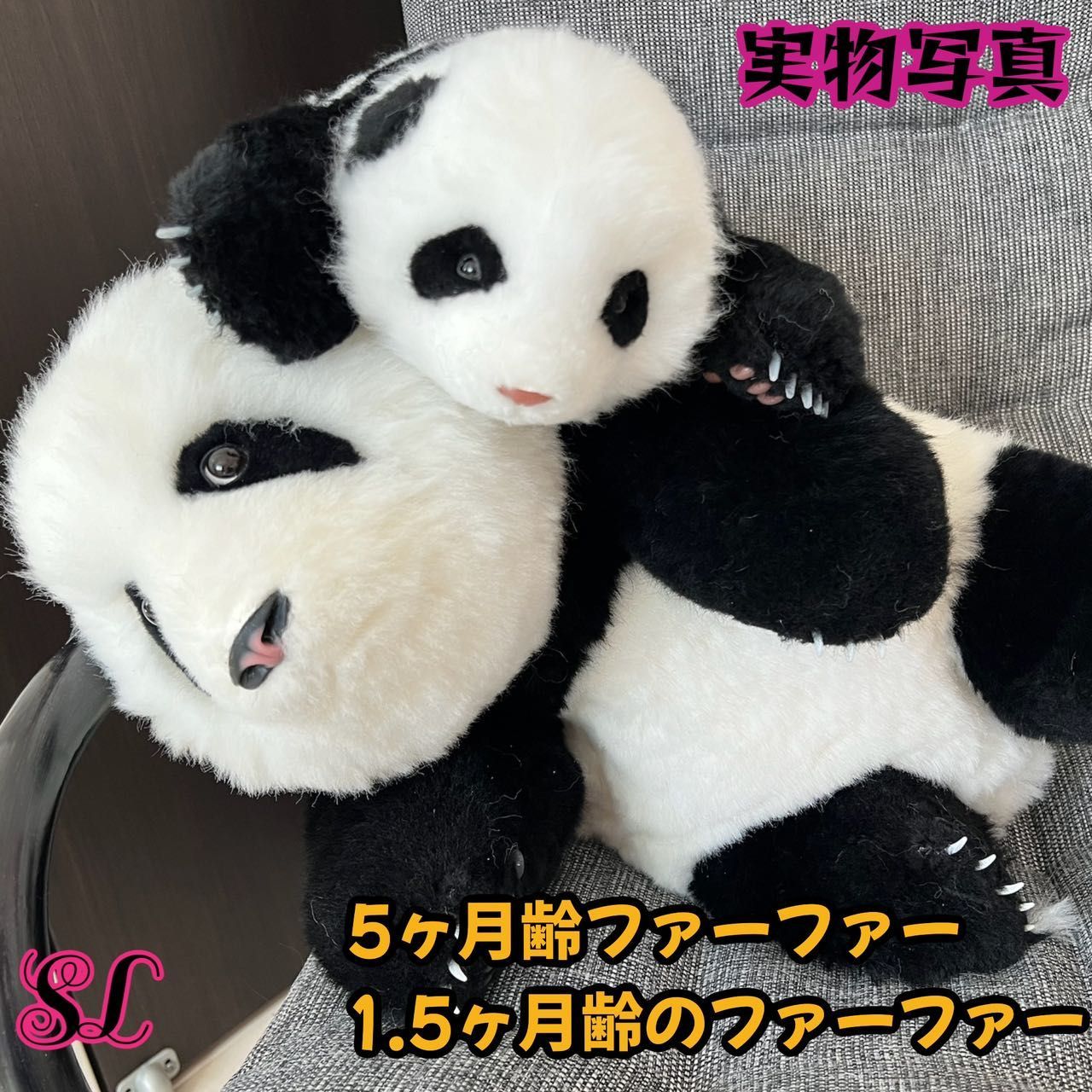 パンダ ぬいぐるみ 心を溶かすふわふわの抱き心地1.5ヶ月齢花花 パンダ ぬいぐるみ 心を溶かすふわふわの抱き心地1.5ヶ月齢花花