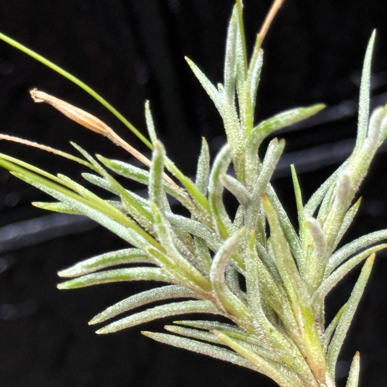 芳香花品種＊ チランジア カピラリス Tillandsia capillaris＊エア