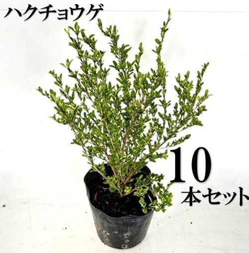 10本セット ハクチョウゲ樹高0.4m前後15cmポット