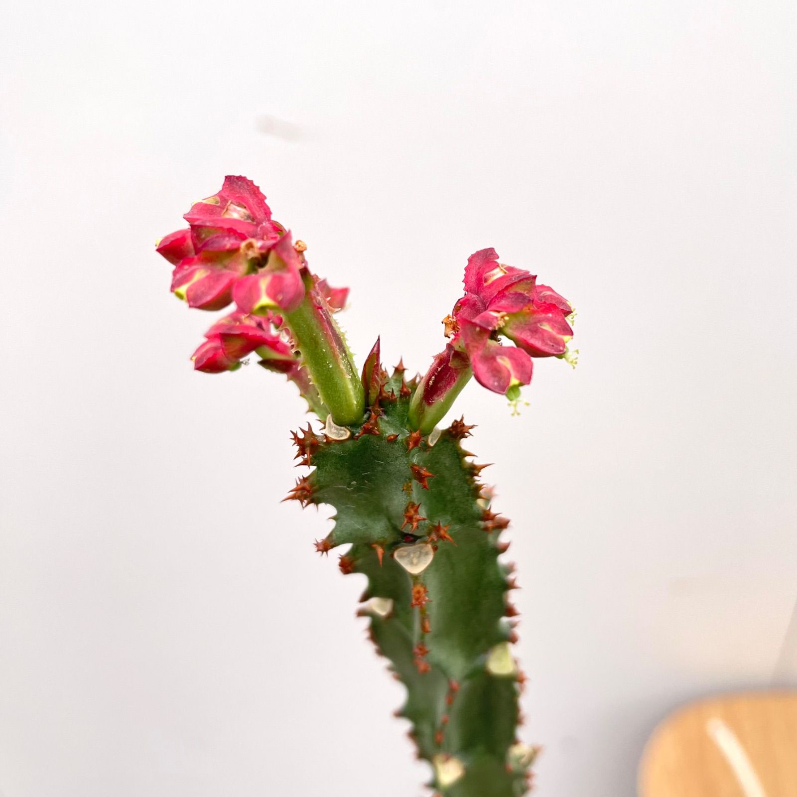 現品］【希少】モナデニウム マグニフィカム 観葉植物 大型 レア 珍奇