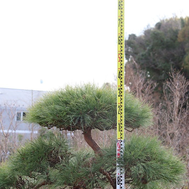 極上】赤松 仕立て物 - メルカリ