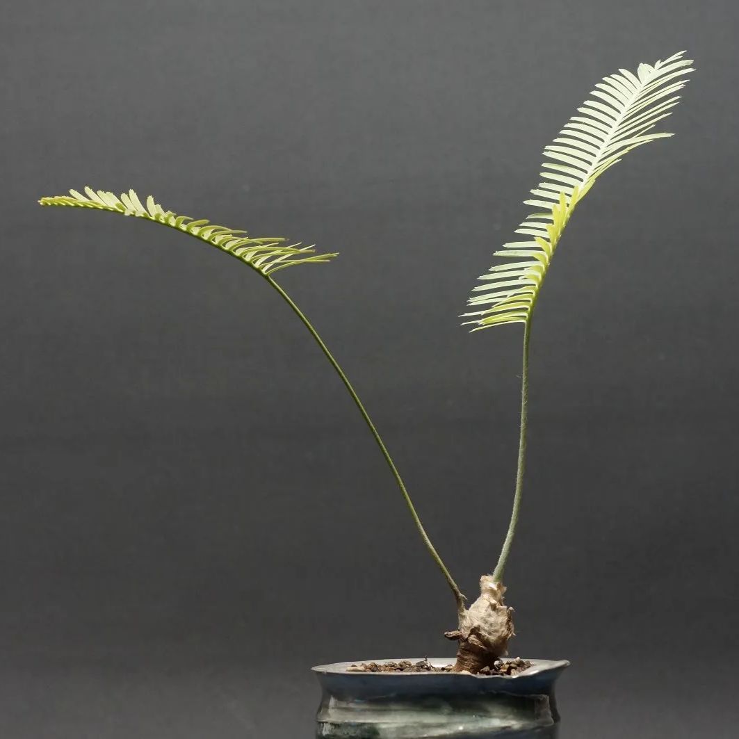 ディオーン エデュレ ディオーン・エデュレ | trigger