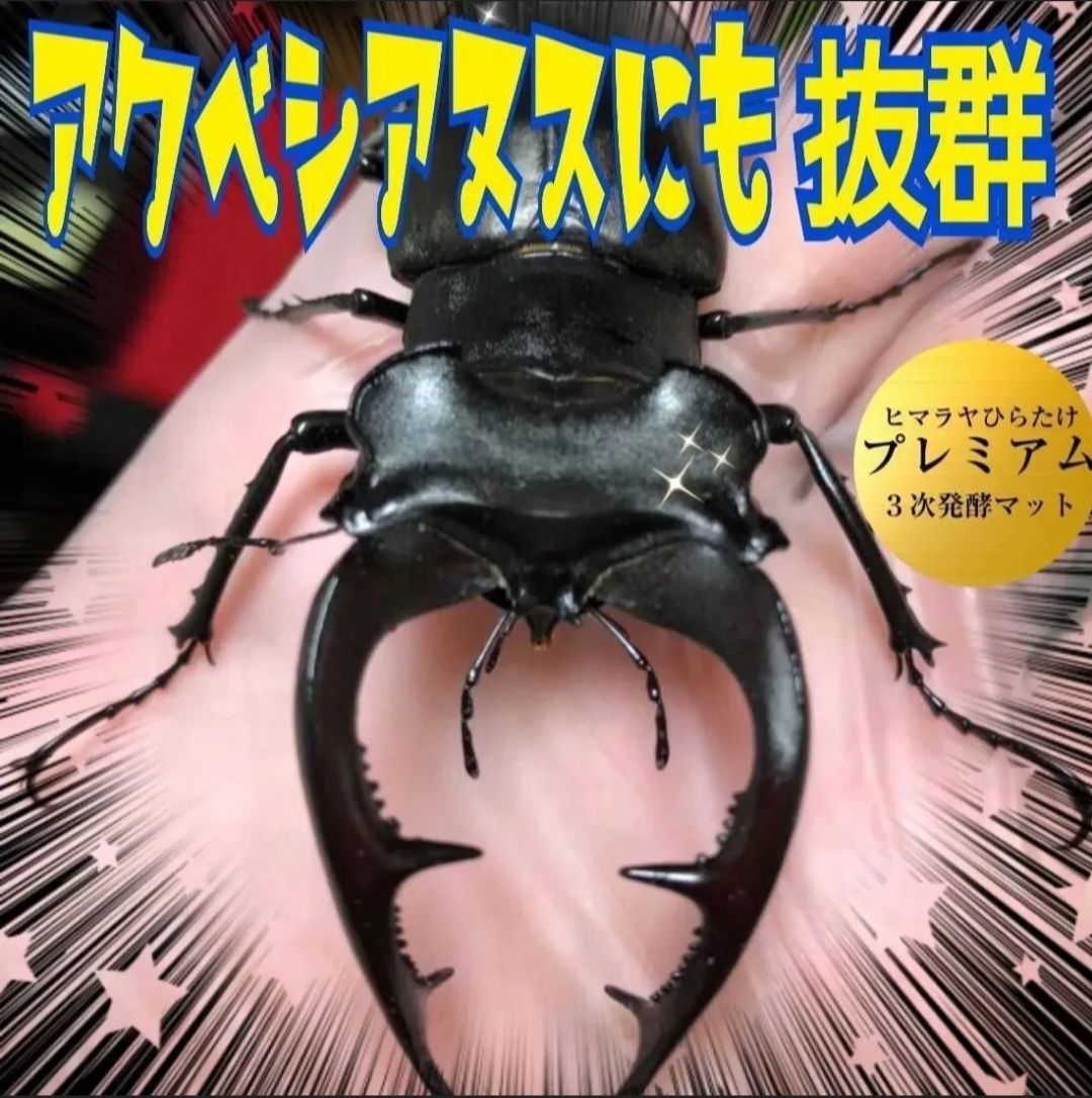 ミヤマクワガタ、ノコギリに抜群！プレミアム3次発酵マット☆特殊