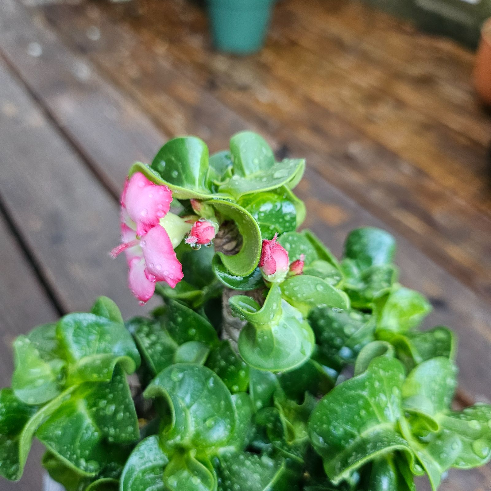 M4《 Adenium Arabicum D.H.A》アデニウム アラビカム 獅子葉