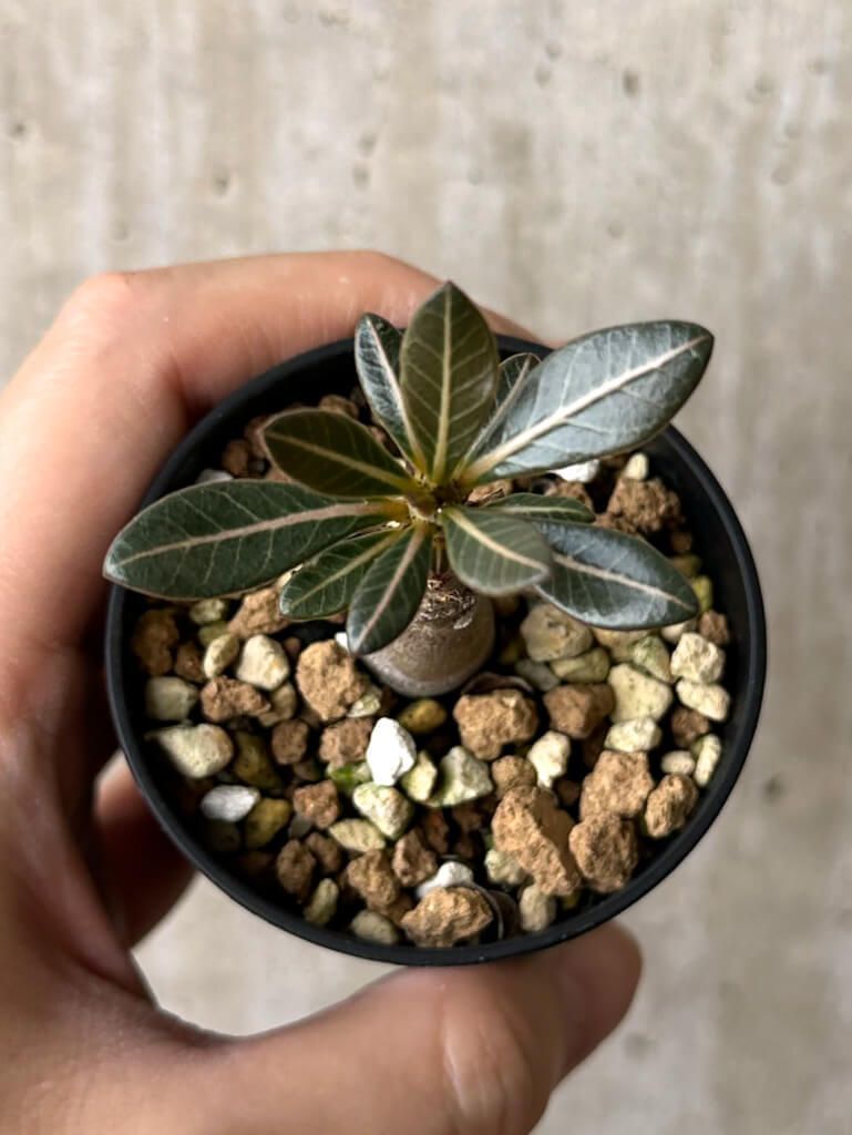 アデニウムソコトラナム 純血 実生 2株セット Yahoo!オークション -「アデニウムソコトラナム」の落札相場・落札価格