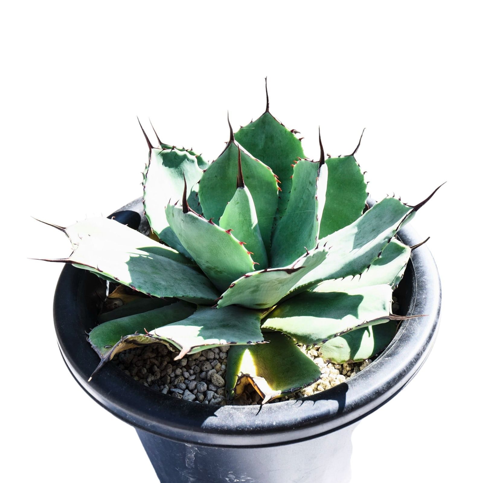 AGAVE Parryi truncata アガベ パリー トランカータ 中サイズ(7 AGAVE Parryi truncata アガベ パリー トランカータ 中サイズ(7