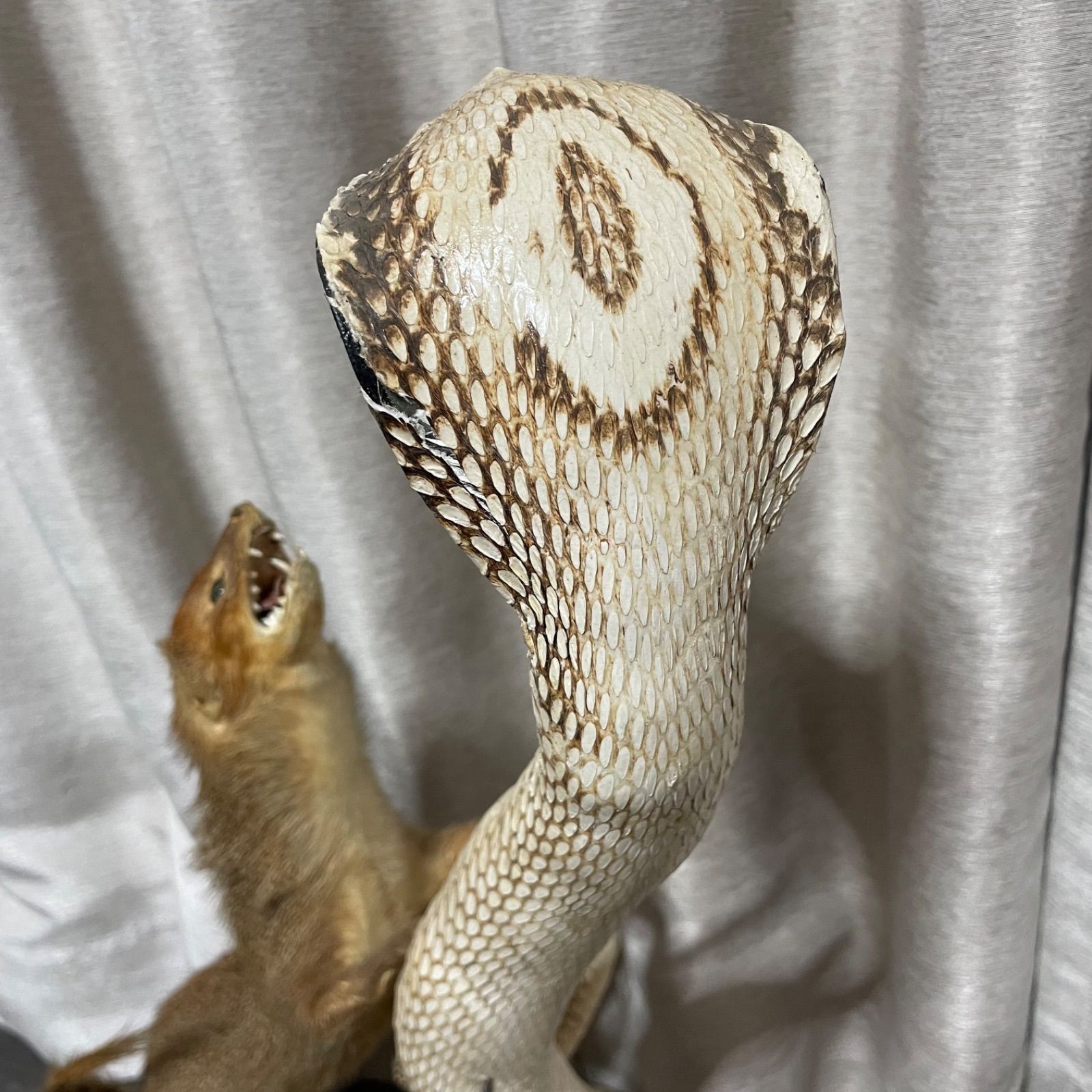 ♭ マングース コブラ 剥製 アンティーク ヘビ - メルカリ