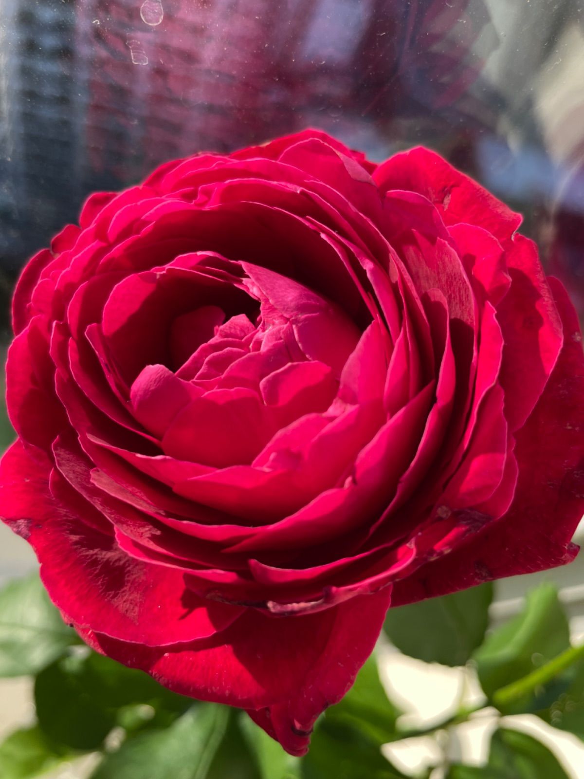 蕾付き♡魅力的な赤色カップ咲き 切花品種 香りのバラ苗 - メルカリ