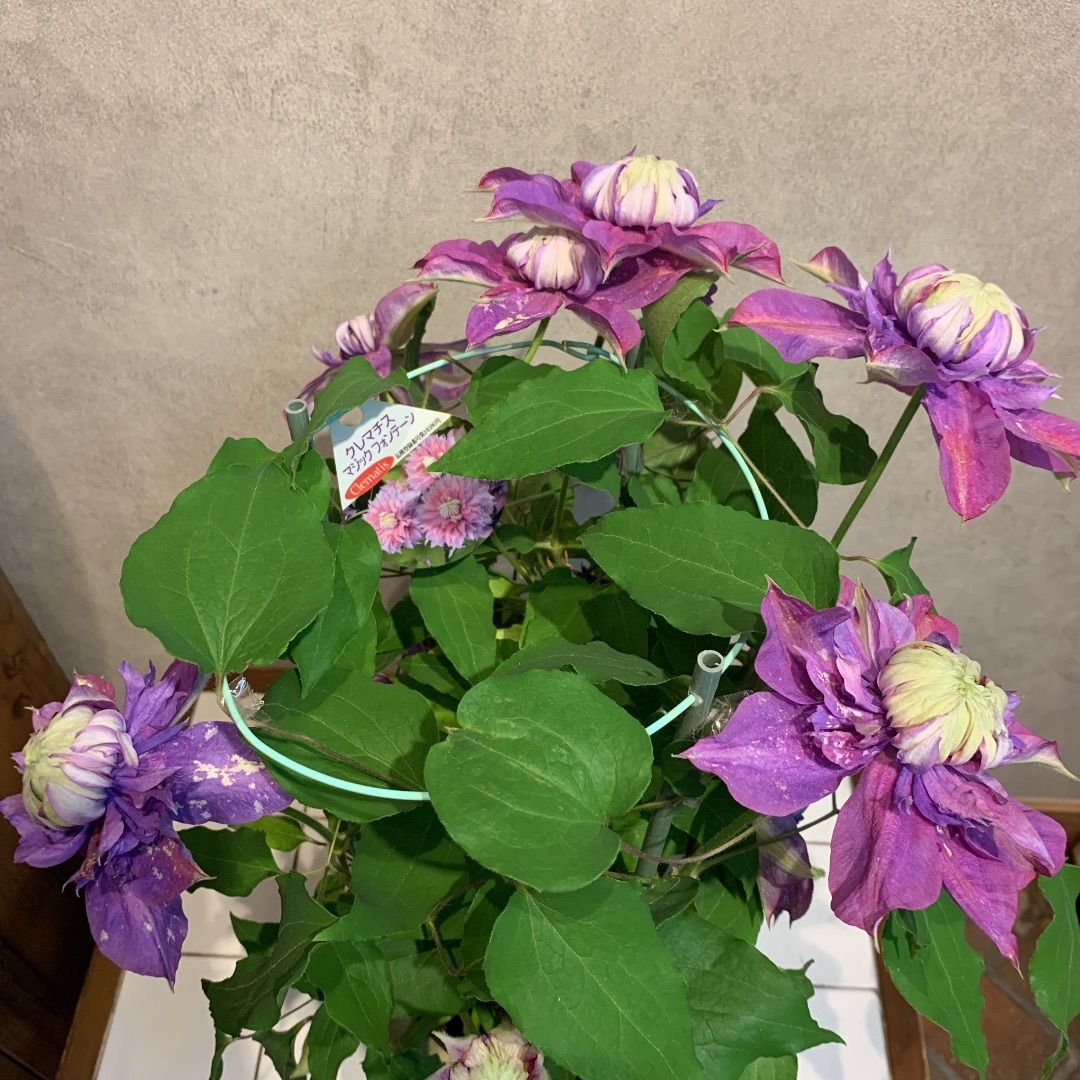 6号鉢 ☆金継ぎ☆ 観葉植物