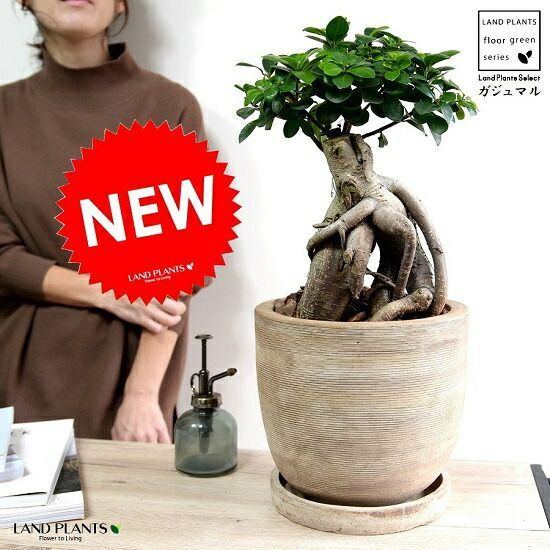 楽天市場】ガジュマル（超幹太：大型） ウッド風 ペイント 陶器鉢 L