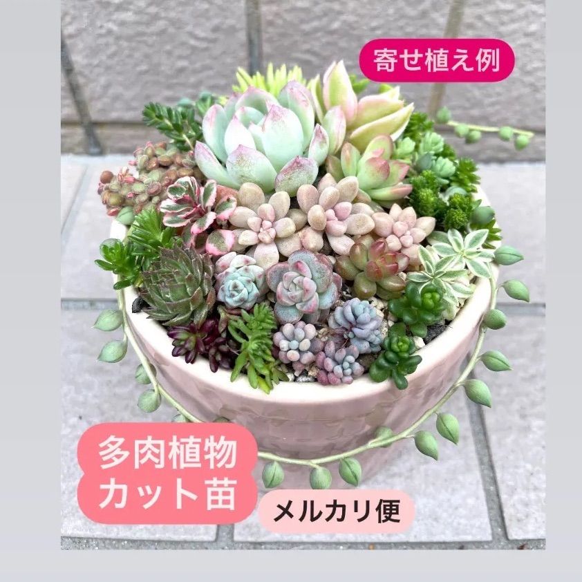 ☆多肉植物カット苗詰め合わせ☆寄せ植えセット☆ちまちま寄せ植え