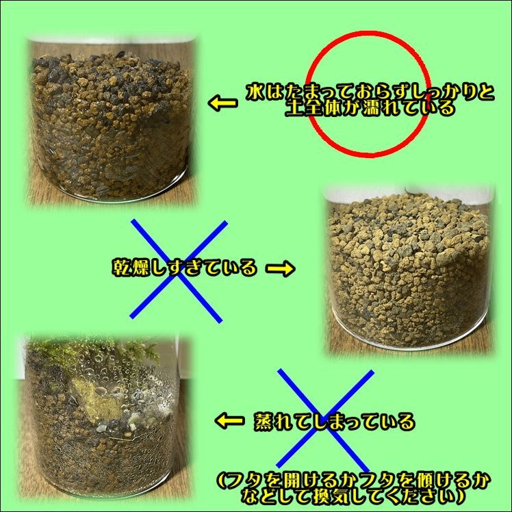 メルカリshops 苔テラリウムno B1