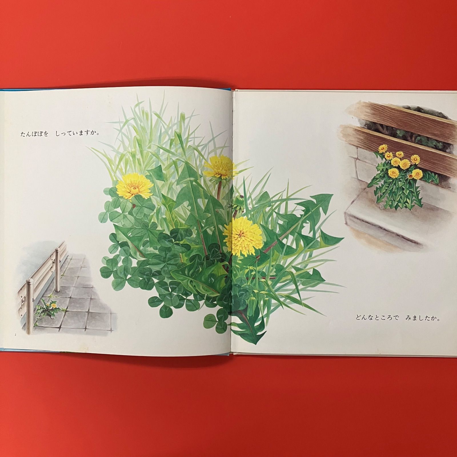 たんぽぽページ たんぽぽ ym_c14_6932 - メルカリ