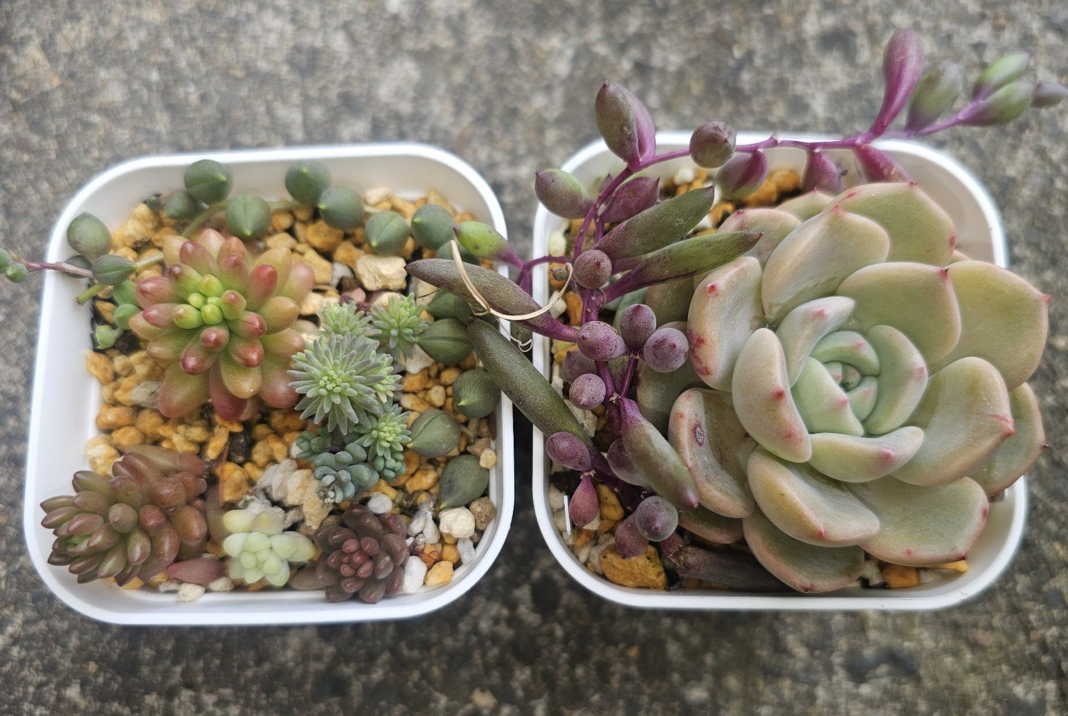 多肉植物　値下げ　紅頬美人錦　抜き苗 f76632b35f1e774c0b689fe25ddf52