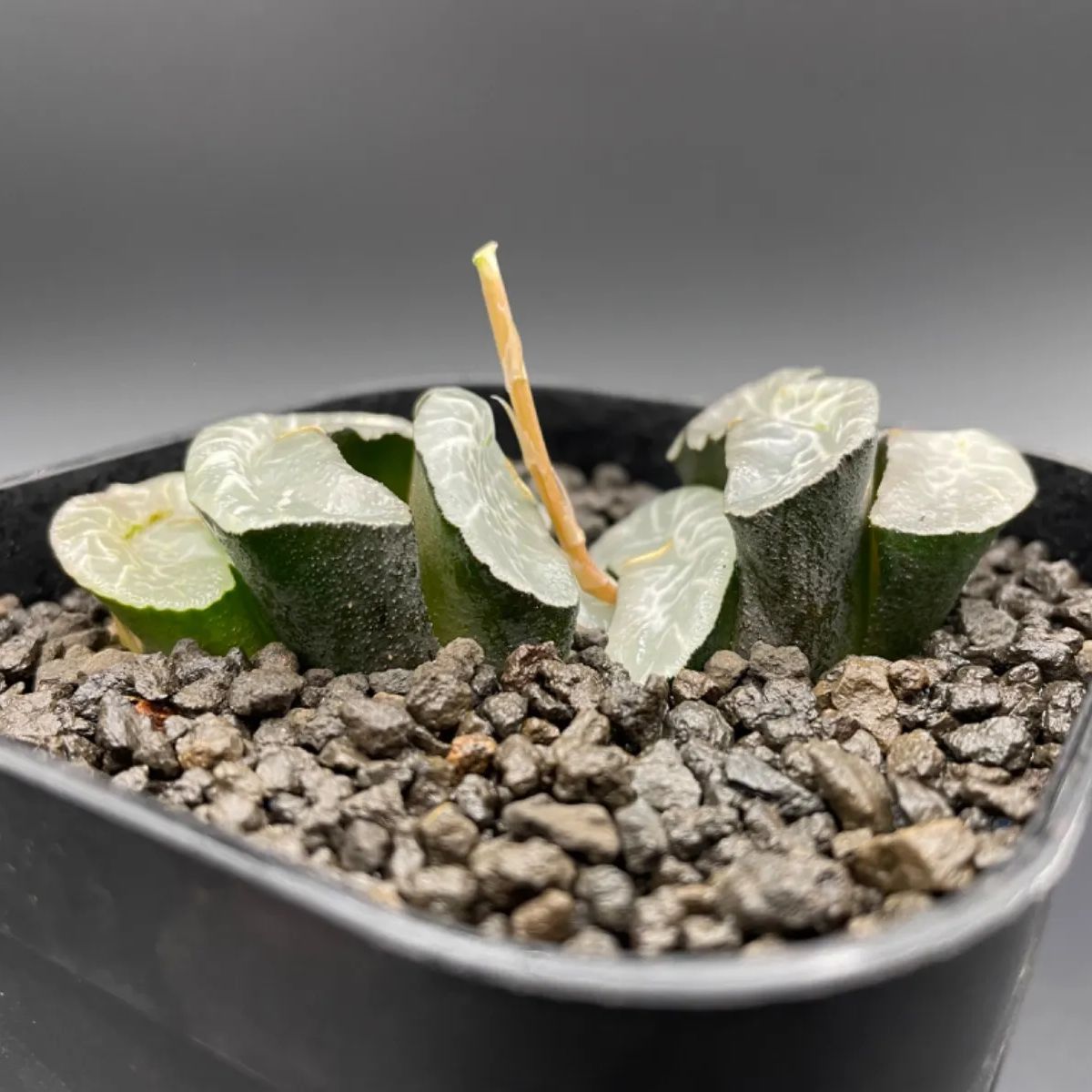 多肉植物 ハオルチア 玉扇 白炎鬼岩 56mm ハオルシア