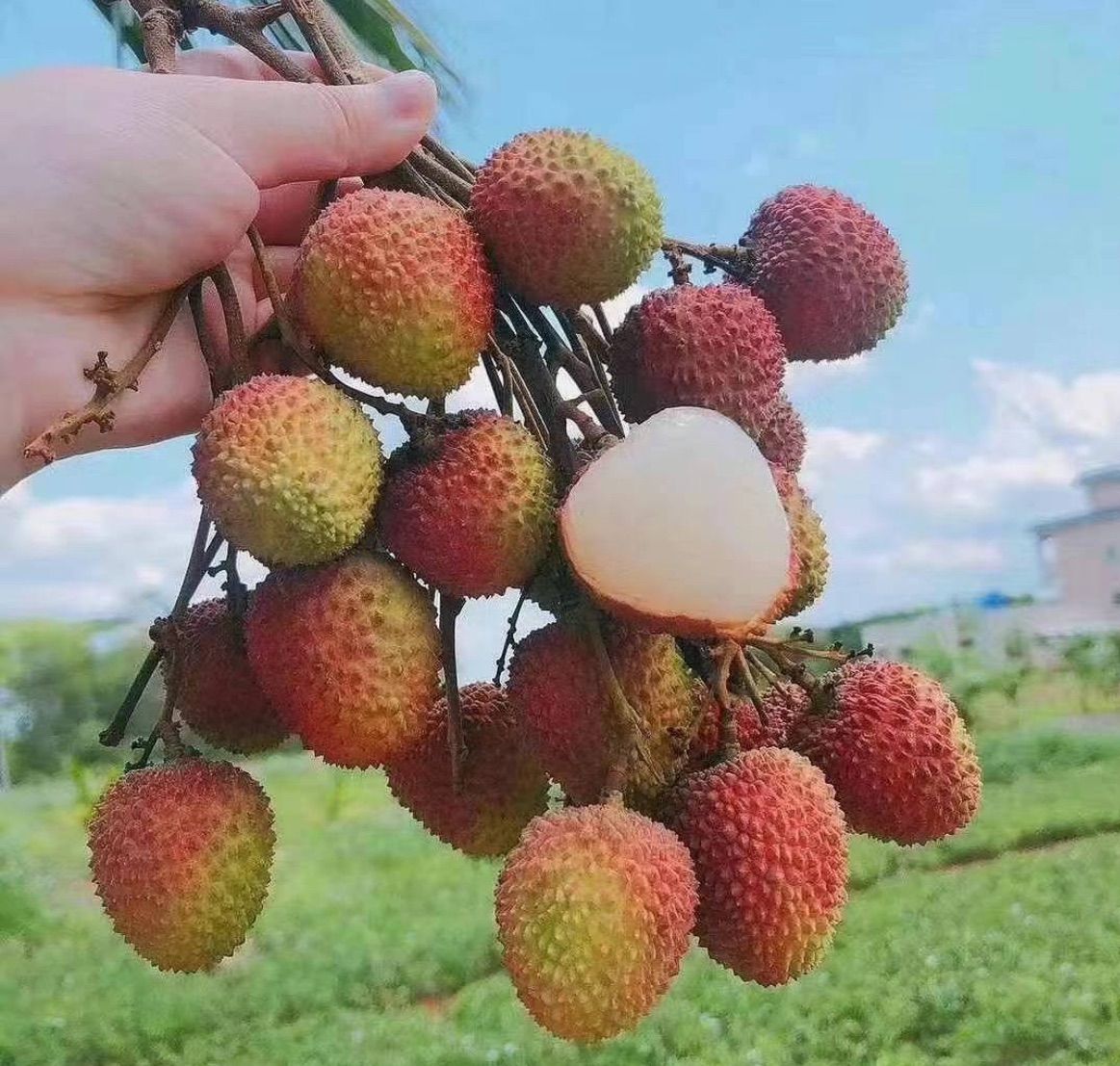 4kg‼️手渡し‼️新鮮 生ライチ 香りが強いみずみずしい 妃子笑茘枝