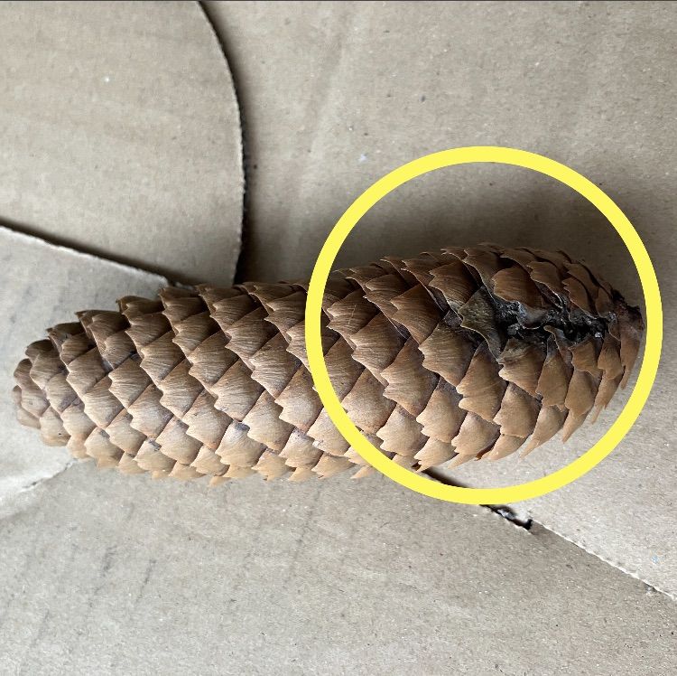 美品だけど少し訳あり 北海道産ドイツトウヒ 長い松ぼっくり 12本