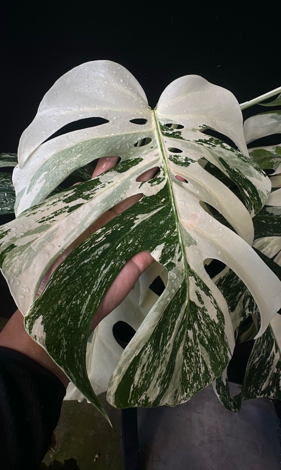 発根済み】斑入り モンステラ ホワイトタイガー Variegated