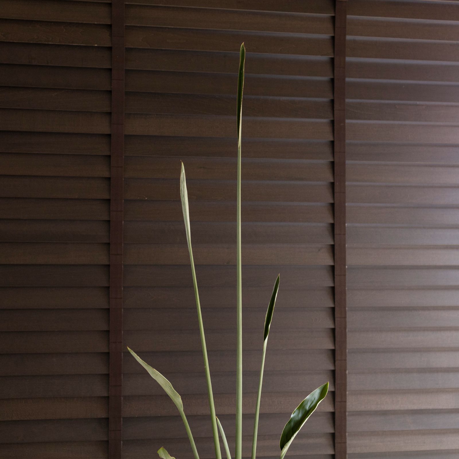 観葉植物